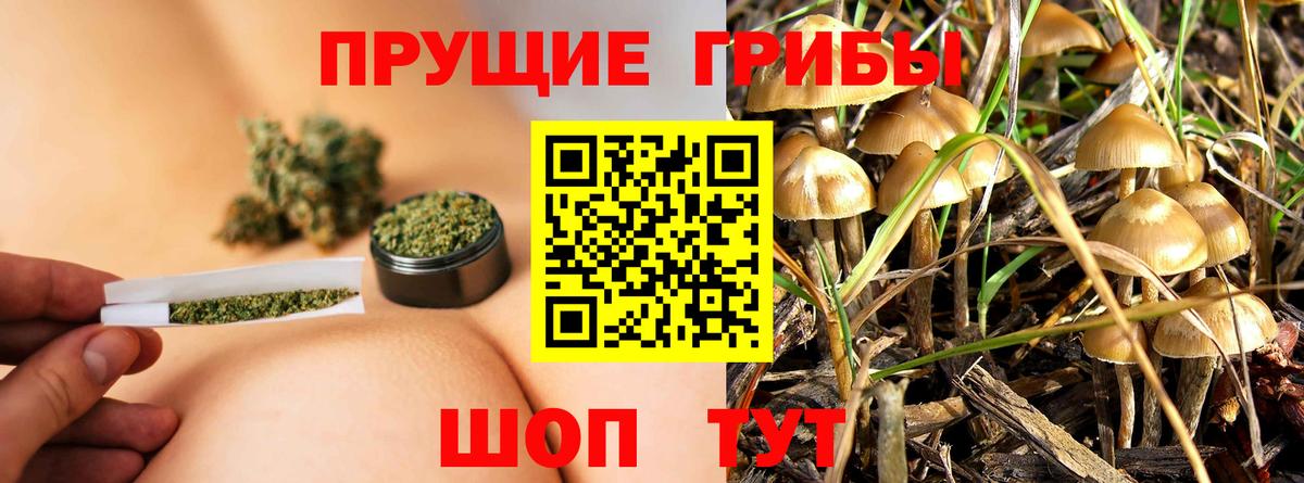 Псилоцибиновые грибы Psilocybine cubensis Амурск
